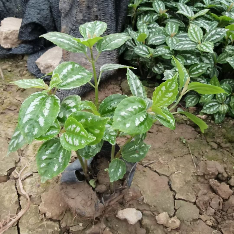 冷水花各种规格基地大量现货供应，欢迎各位客户咨询