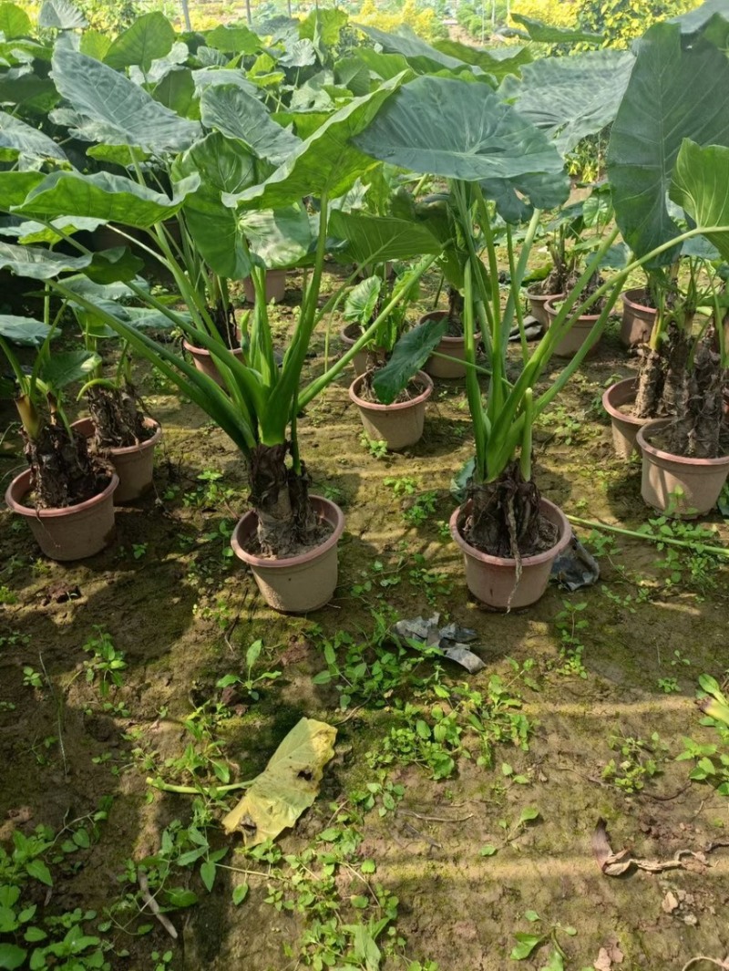 海芋各种规格基地大量现货供应，欢迎各位客户咨询