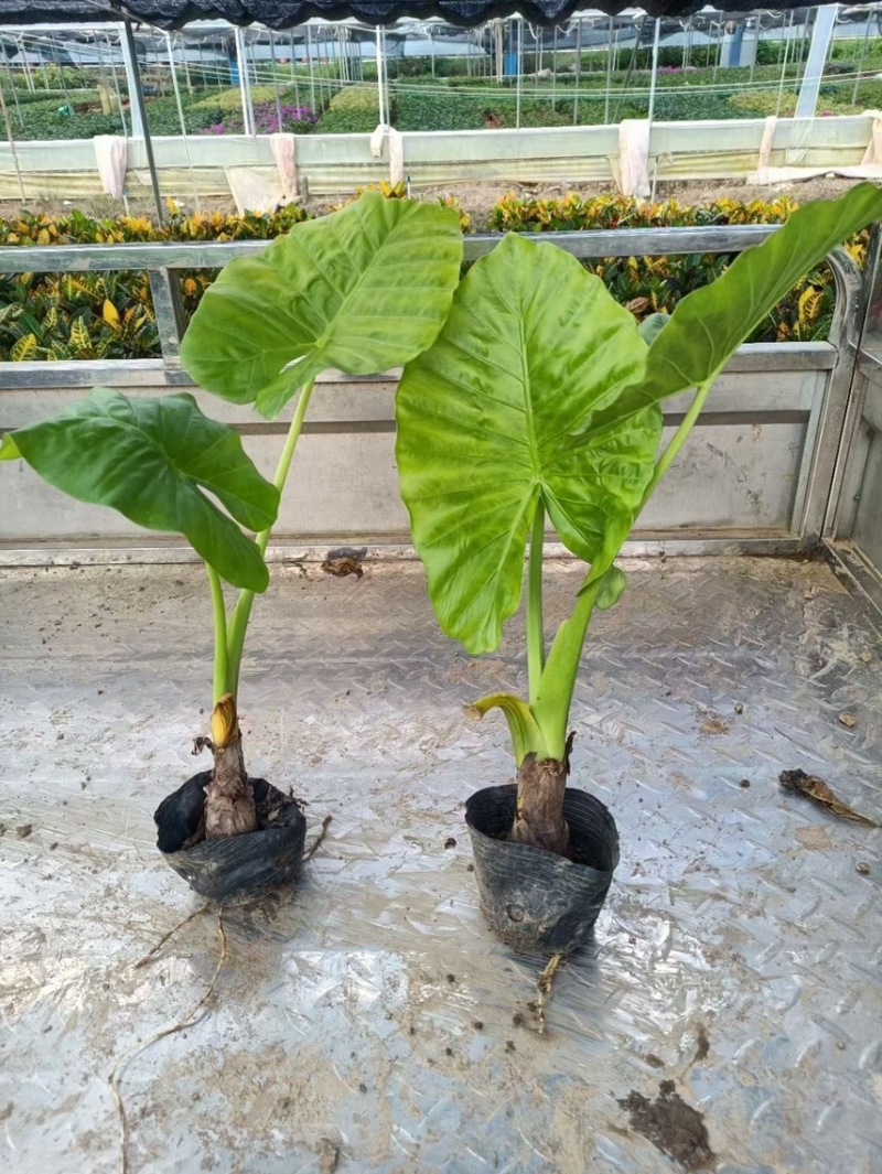 海芋各种规格基地大量现货供应，欢迎各位客户咨询