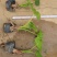 海芋各种规格基地大量现货供应，欢迎各位客户咨询