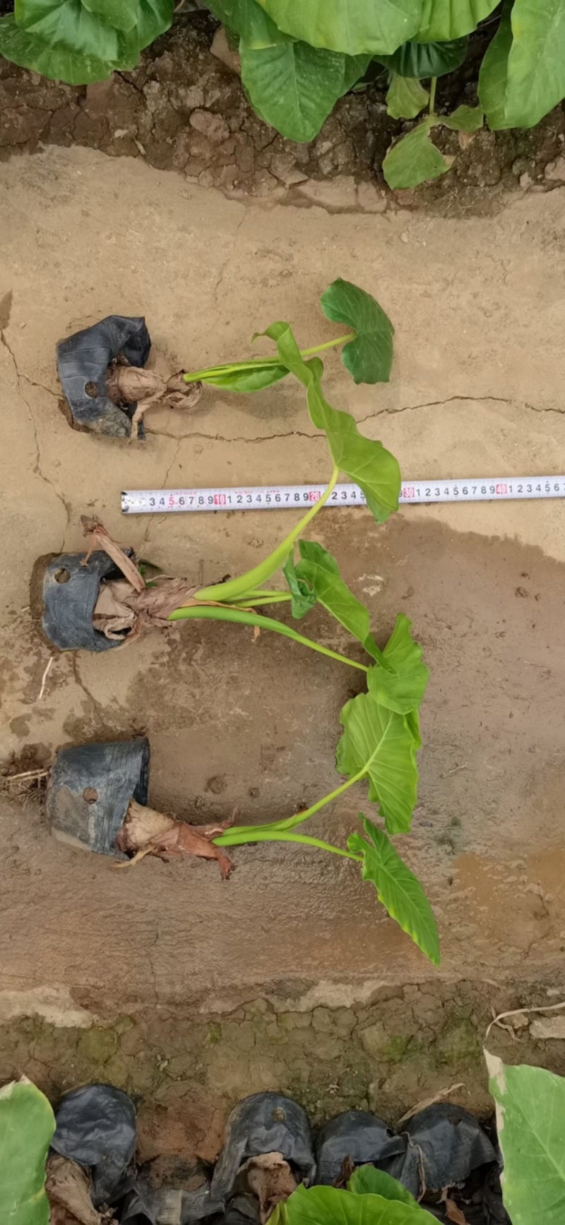 海芋各种规格基地大量现货供应，欢迎各位客户咨询