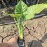 海芋各种规格基地大量现货供应，欢迎各位客户咨询