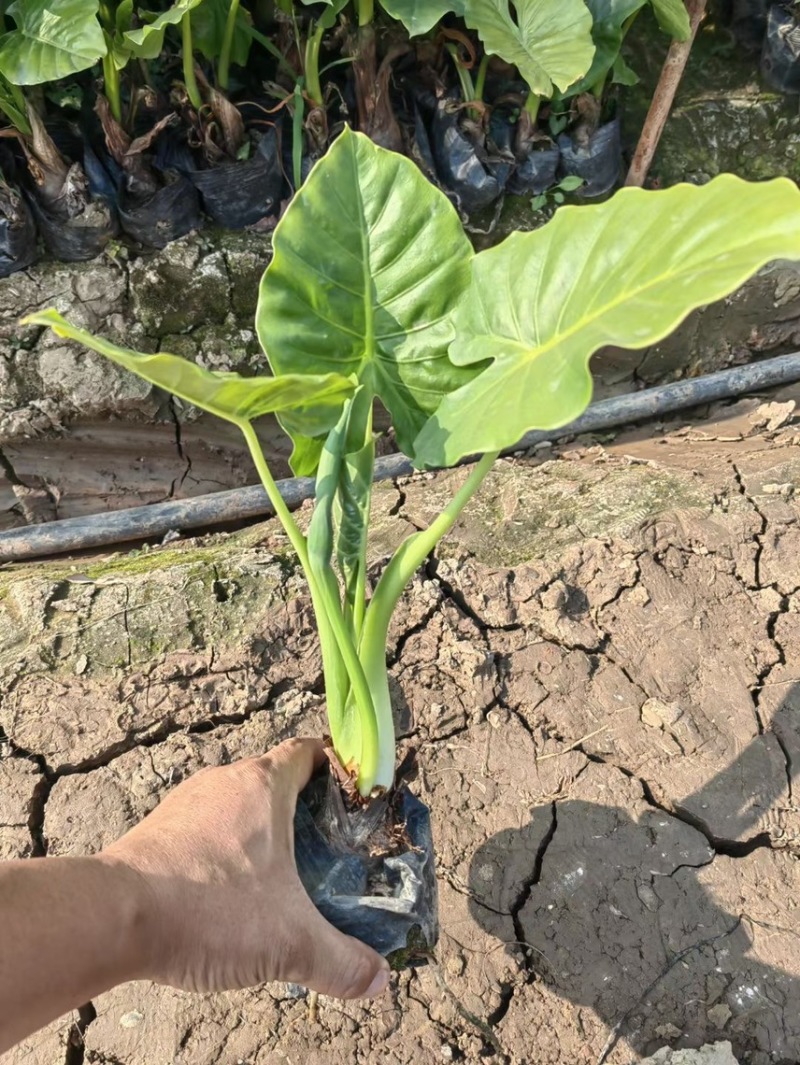 海芋各种规格基地大量现货供应，欢迎各位客户咨询