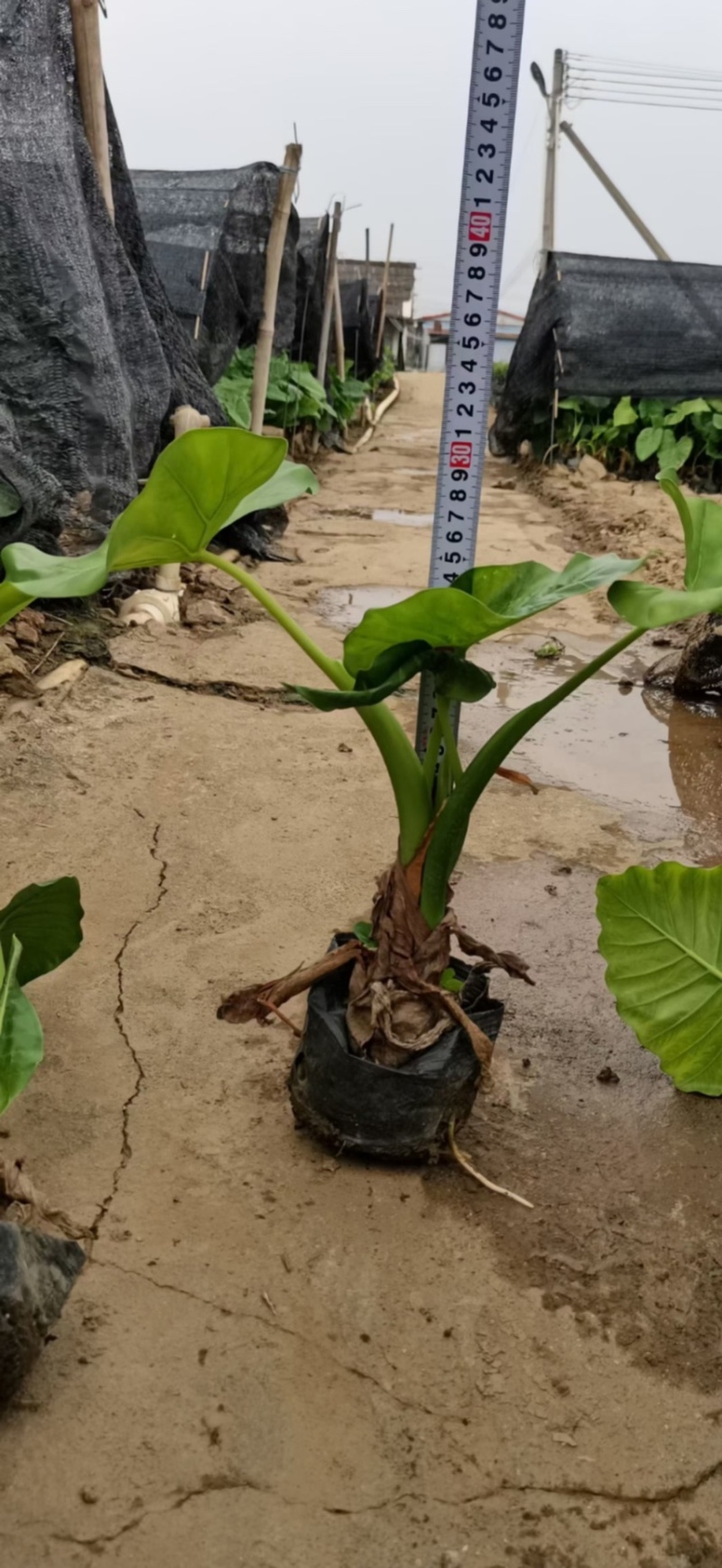 海芋各种规格基地大量现货供应，欢迎各位客户咨询