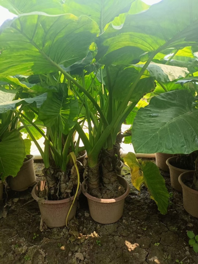 海芋各种规格基地大量现货供应，欢迎各位客户咨询