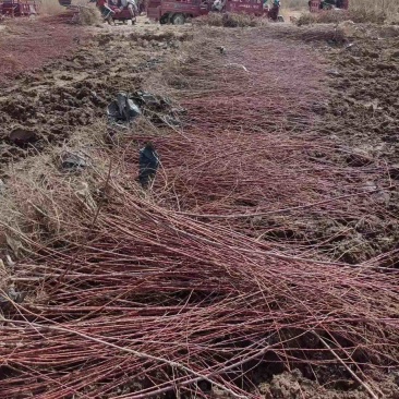 红柳苗扦插红柳苗基地可视频看货量大从优