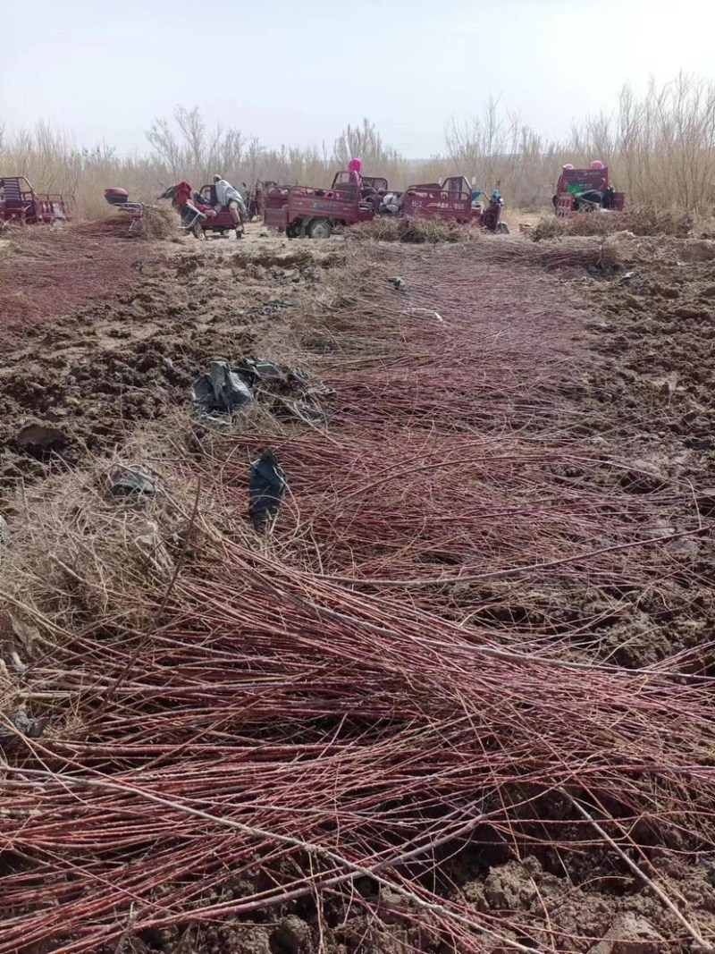 红柳苗扦插红柳苗基地可视频看货量大从优