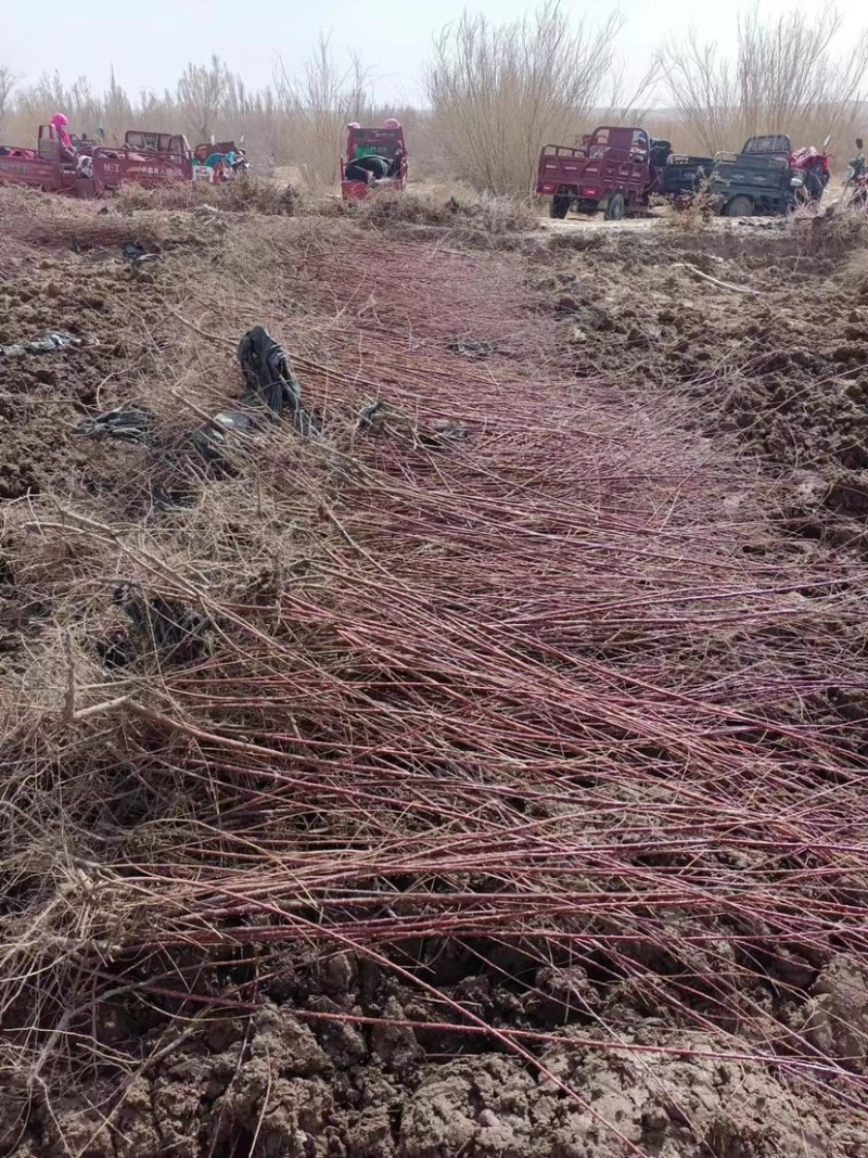 红柳苗扦插红柳苗基地可视频看货量大从优