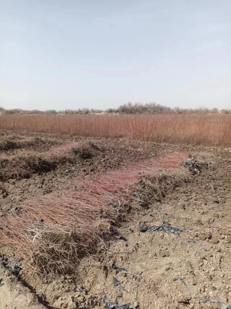 红柳苗扦插红柳苗基地可视频看货量大从优