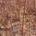 红柳苗扦插红柳苗基地可视频看货量大从优