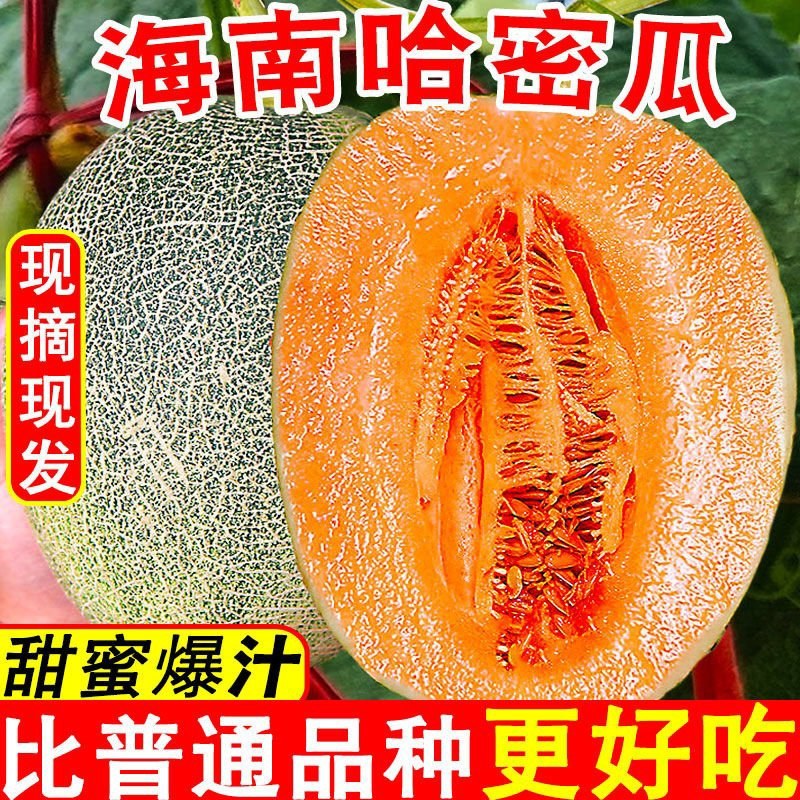 海南直发哈密瓜25号，接所有电商一件代发，量大滴滴