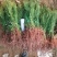 1年侧柏苗，15-20公分侧柏苗，30-40公分侧柏苗
