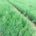 1年侧柏苗，15-20公分侧柏苗，30-40公分侧柏苗