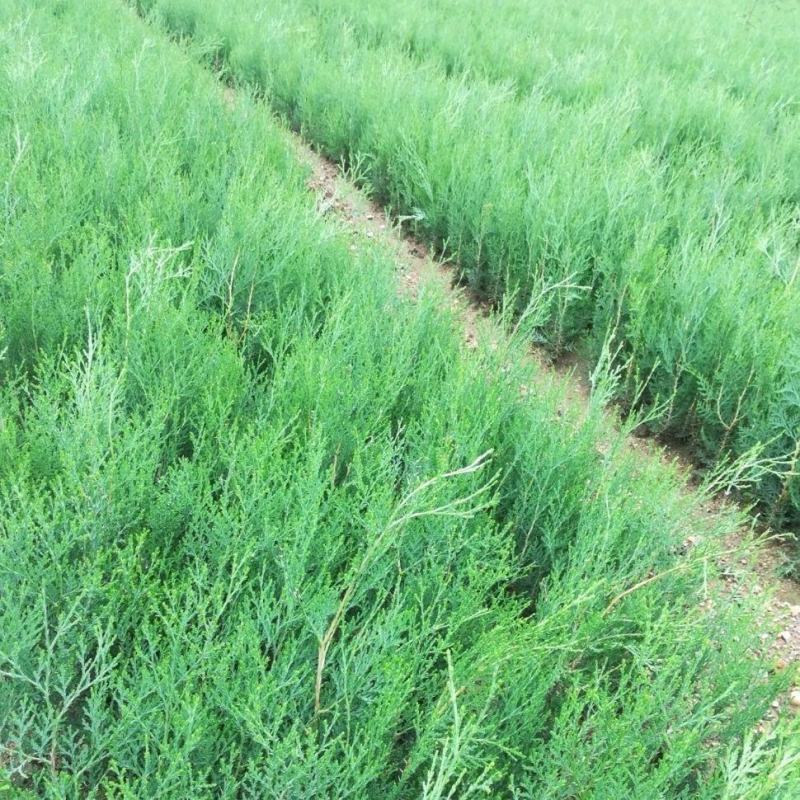 1年侧柏苗，15-20公分侧柏苗，30-40公分侧柏苗