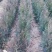 1年侧柏苗，15-20公分侧柏苗，30-40公分侧柏苗