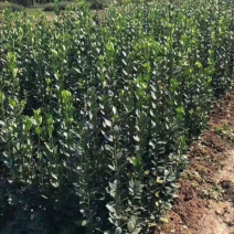 北海道小苗到大苗苗圃现要现挖货源充足