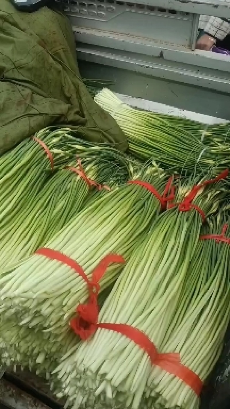 白帽鲜蒜薹