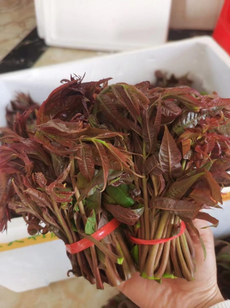 红油香椿芽产地直供货源稳定，提供当天现摘，天然无公害