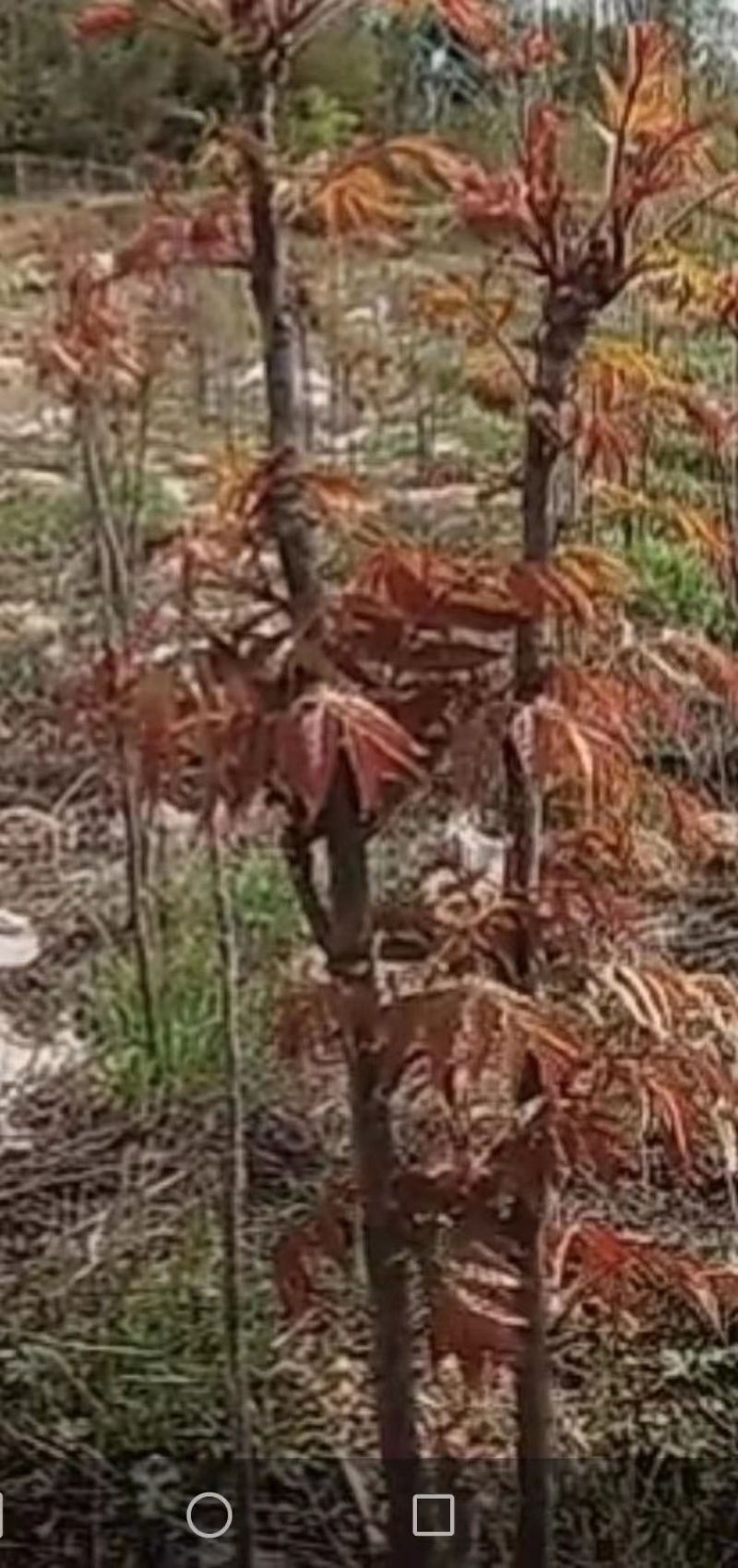 红油香椿芽产地直供货源稳定，提供当天现摘，天然无公害