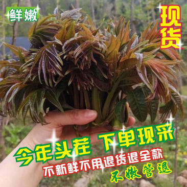 红油香椿芽产地直供货源稳定，提供当天现摘，天然无公害