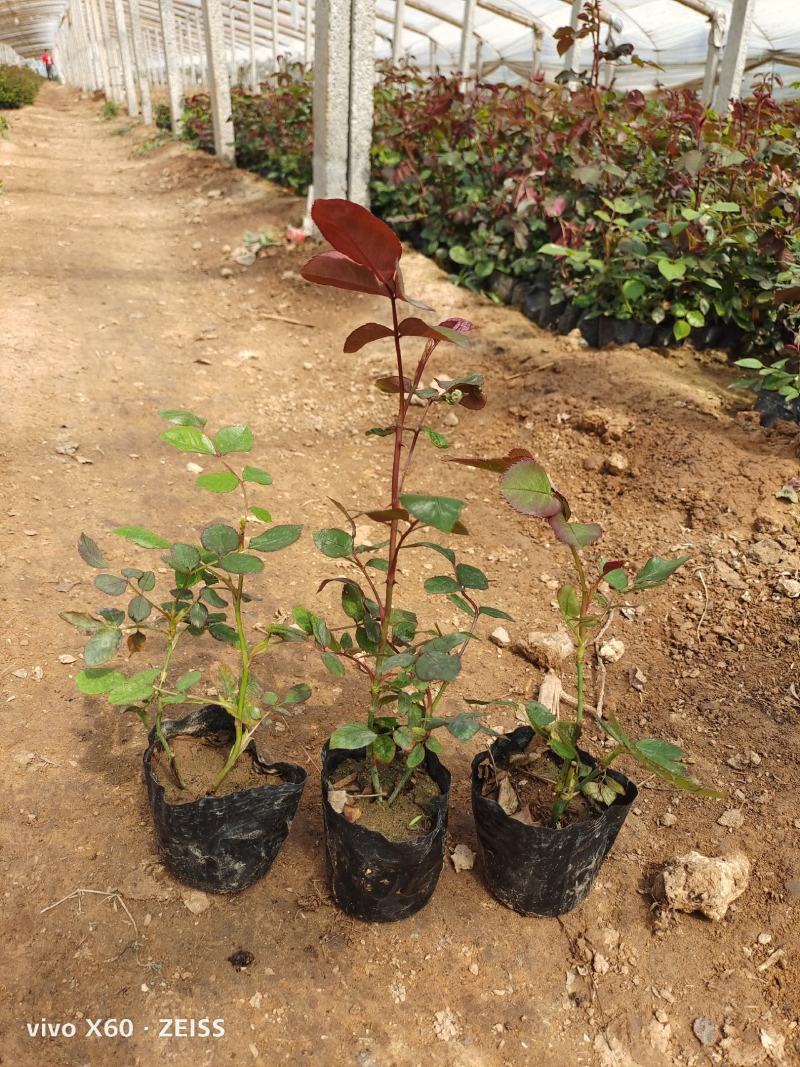 大花纯红色月季，大花混色月季，基地大量有货，欢迎选购。