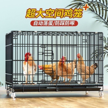 鸡笼子大号特大养殖笼自动清粪鸡舍家用家庭鸡笼多层鸡笼鸭笼