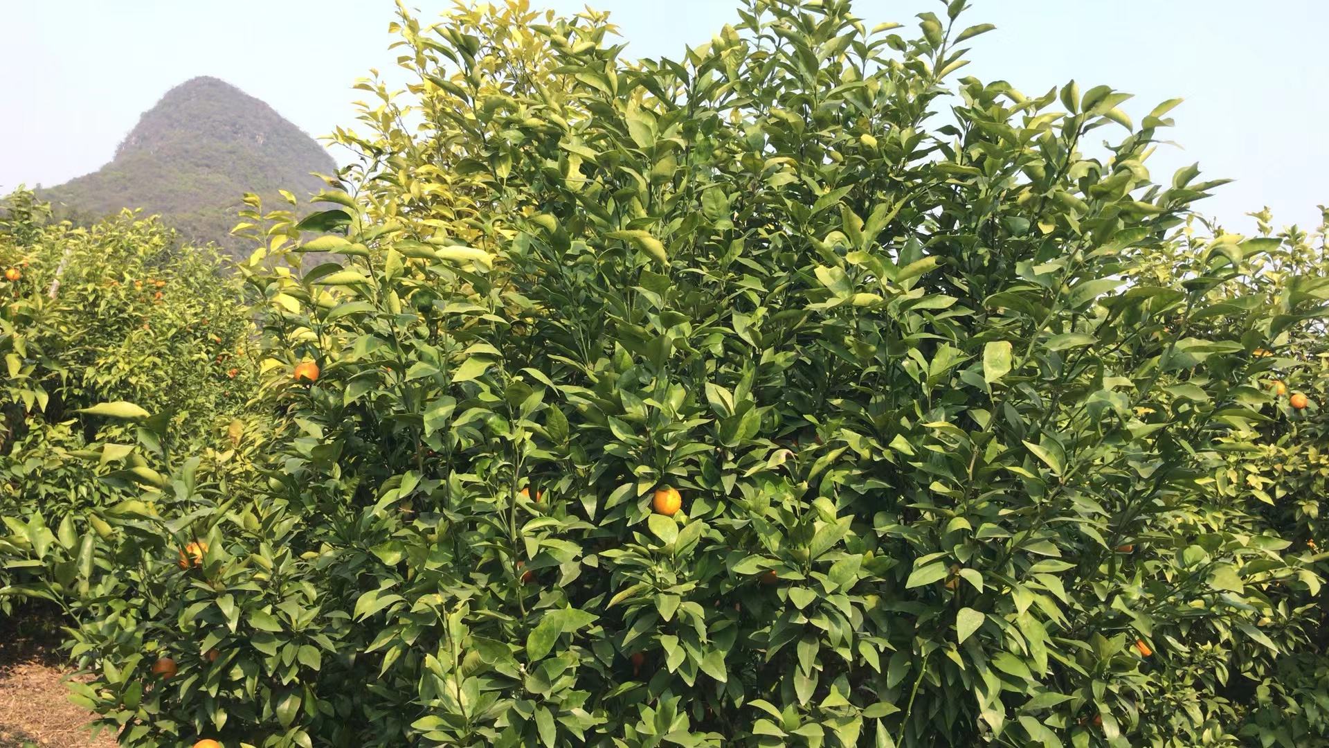 一片阳光充足的山坡地上,整齐排列的沃柑果树郁郁葱葱,树上挂满了橙红色的成熟沃柑果实,果皮光亮,部分果实已被套袋保护,地面覆盖着防草布,远处有果农正在采摘 沃柑果园全景图