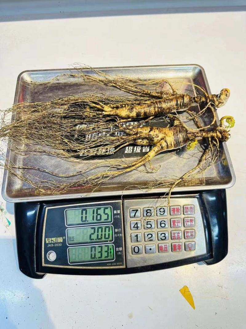 长白山林下参，皮老纹深，须毛超长，