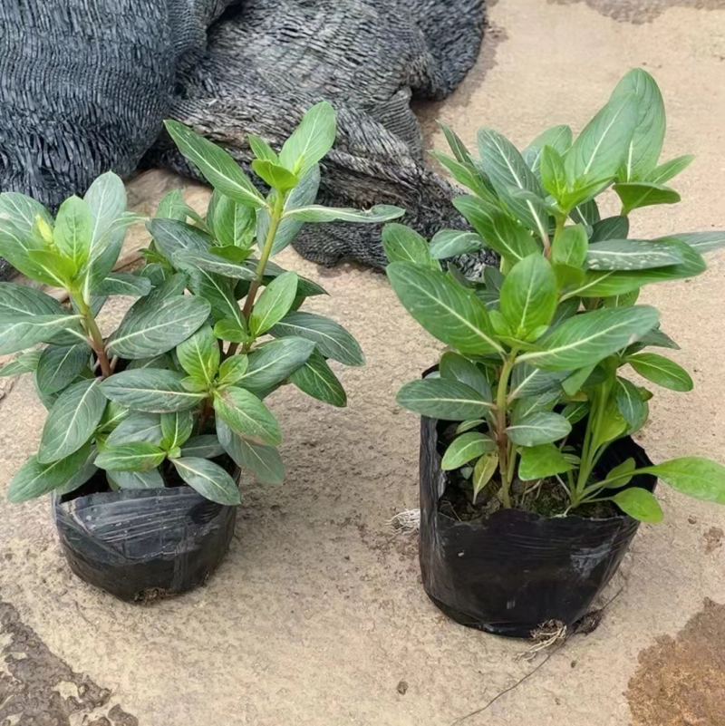 长春花各种规格基地大量现货供应，欢迎各位客户咨询