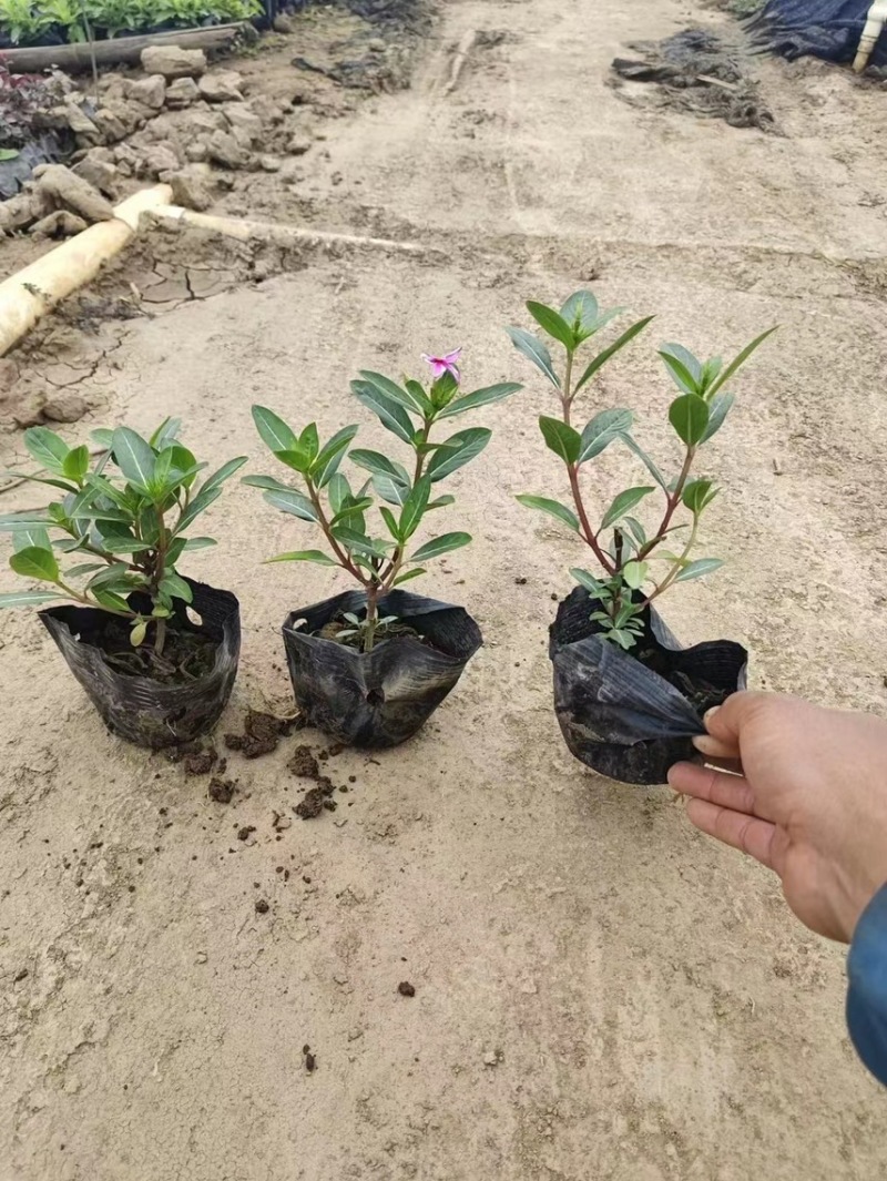 长春花各种规格基地大量现货供应，欢迎各位客户咨询