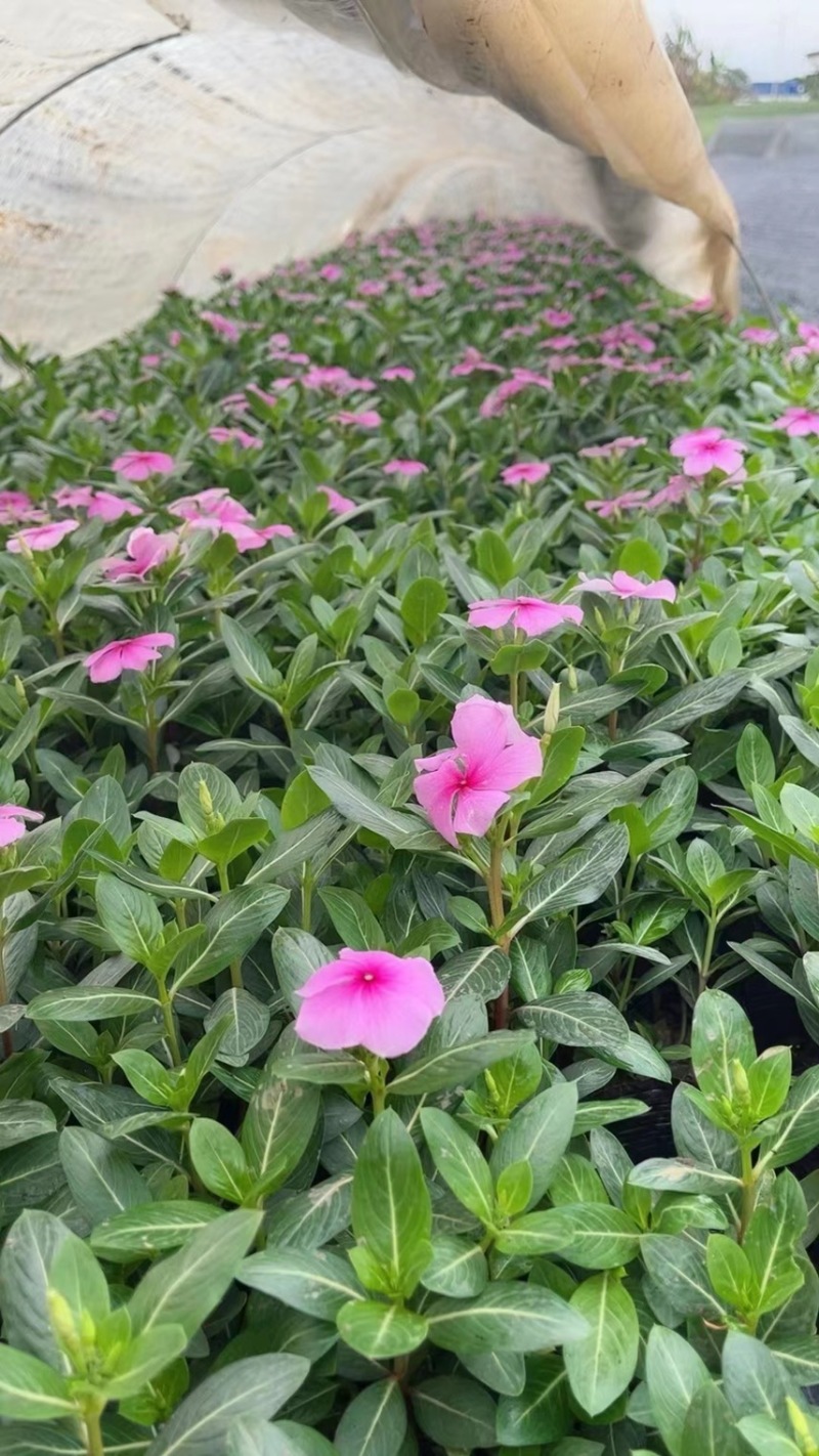 长春花各种规格基地大量现货供应，欢迎各位客户咨询