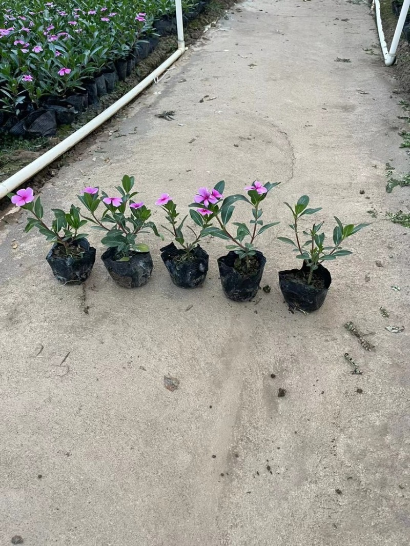 长春花各种规格基地大量现货供应，欢迎各位客户咨询