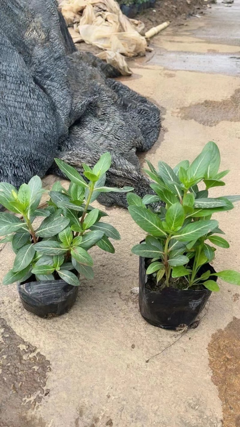 长春花各种规格基地大量现货供应，欢迎各位客户咨询