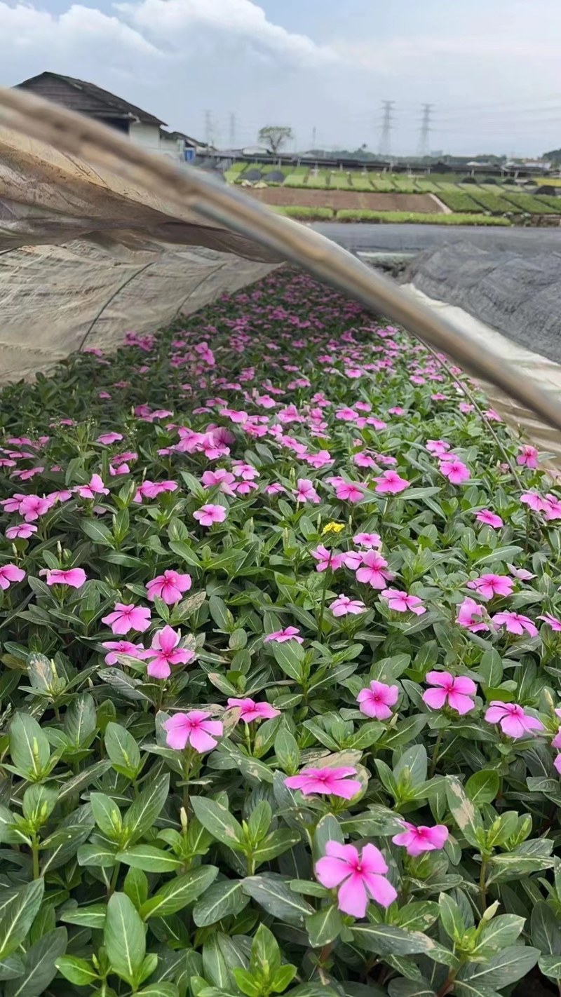 长春花各种规格基地大量现货供应，欢迎各位客户咨询