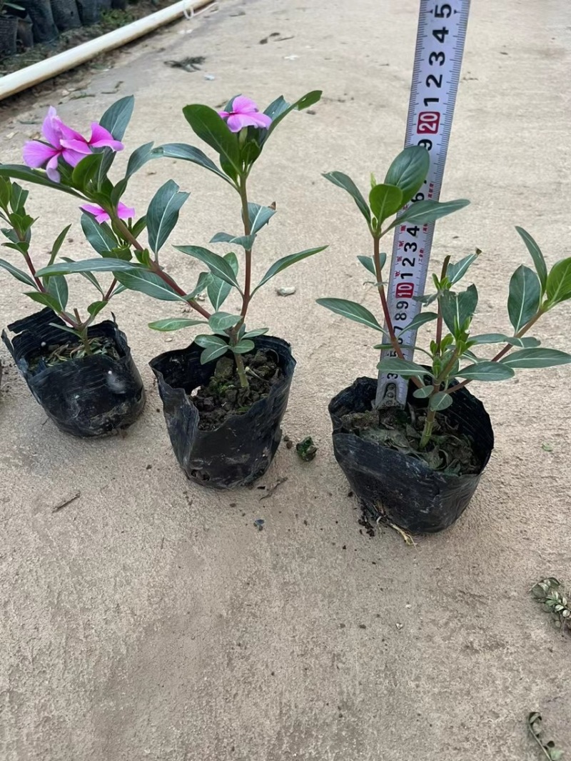 长春花各种规格基地大量现货供应，欢迎各位客户咨询