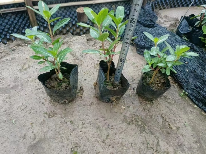 长春花各种规格基地大量现货供应，欢迎各位客户咨询