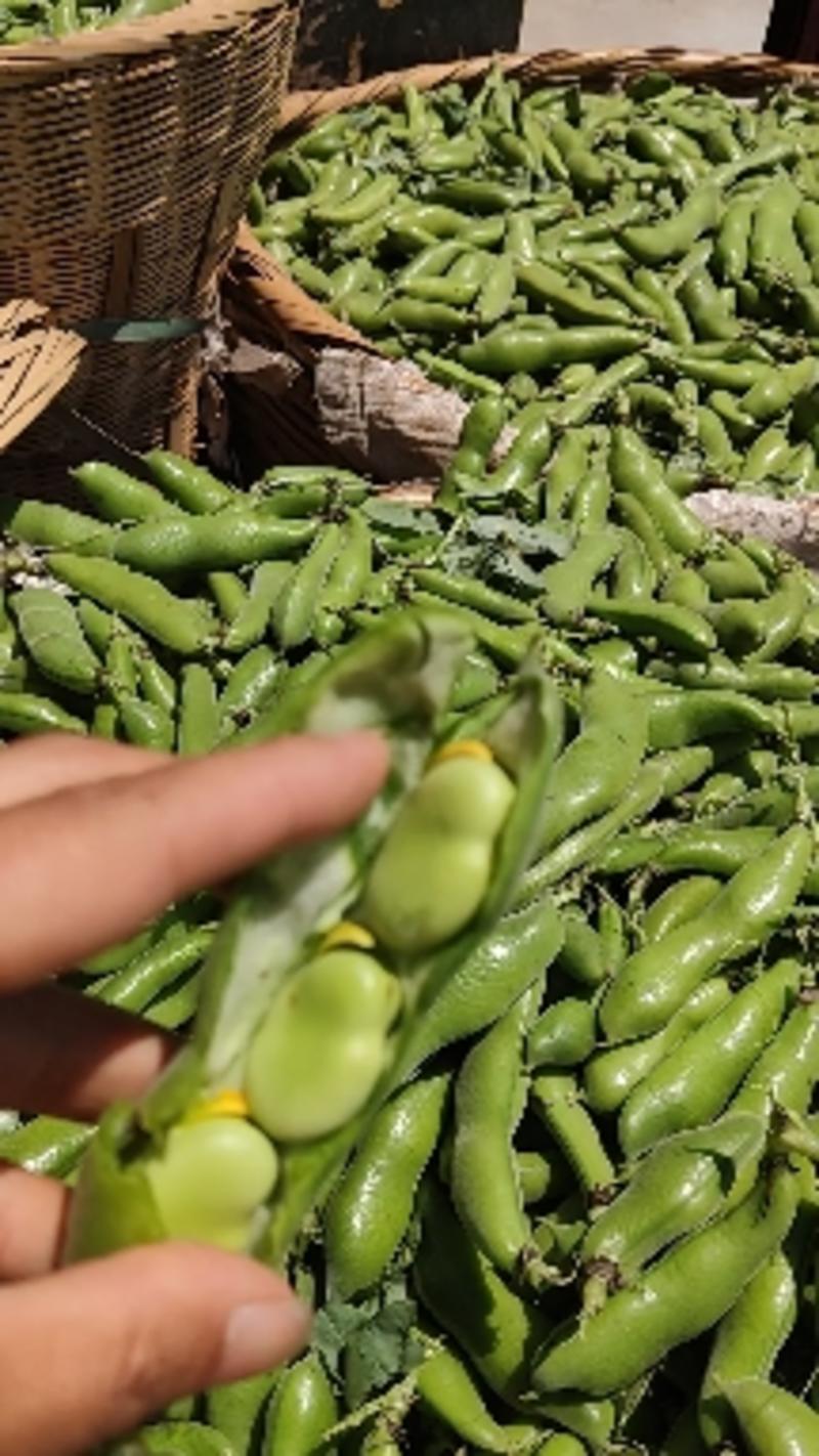 汉中精品蚕豆，新品种胡豆，一手货源，产地直供诚信代办