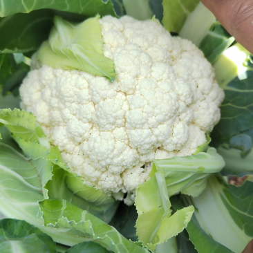 【花菜】新野松花菜产地直发品质优良欢迎咨询