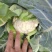 【花菜】新野松花菜产地直发品质优良欢迎咨询