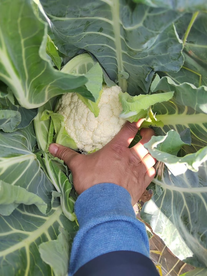 【花菜】新野松花菜产地直发品质优良欢迎咨询