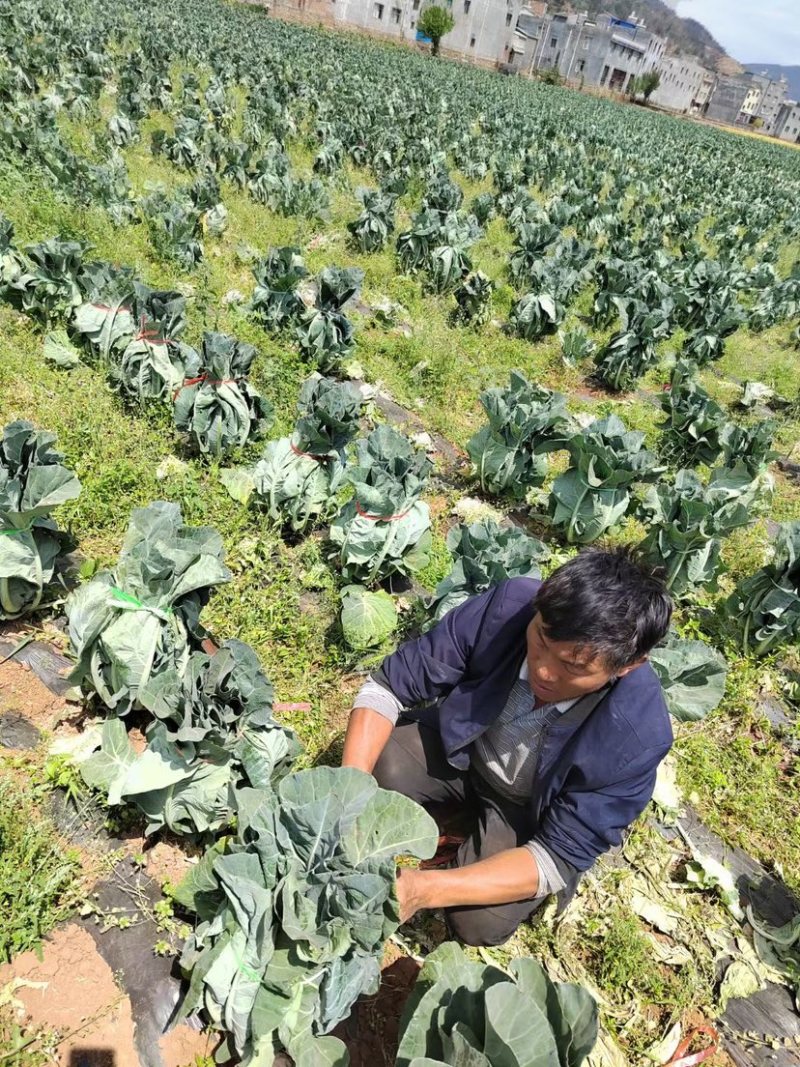 【花菜】新野松花菜产地直发品质优良欢迎咨询