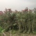 2304苗圃供应软枝多花红千层1-3米高市政绿化