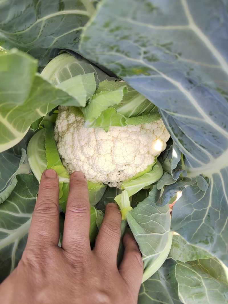 【花菜】新野松花菜产地直发品质优良欢迎咨询