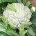 【花菜】新野松花菜产地直发品质优良欢迎咨询