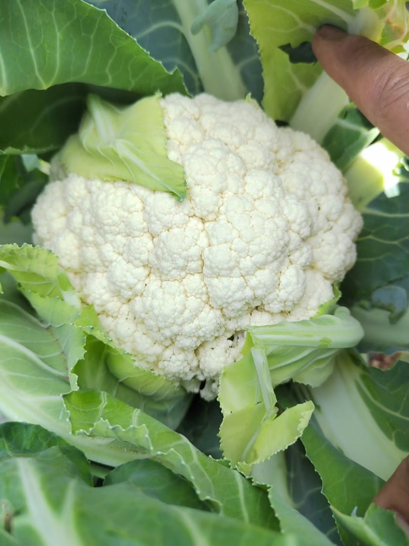 【花菜】新野松花菜产地直发品质优良欢迎咨询