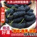 大凉山桑椹，鲜桑椹孕妇儿童水果免洗，泡酒果酒佳选精选采摘