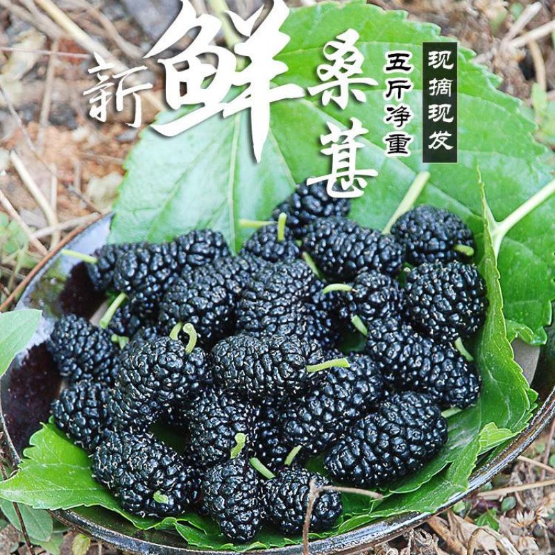 大凉山桑椹，鲜桑椹孕妇儿童水果免洗，泡酒果酒佳选精选采摘