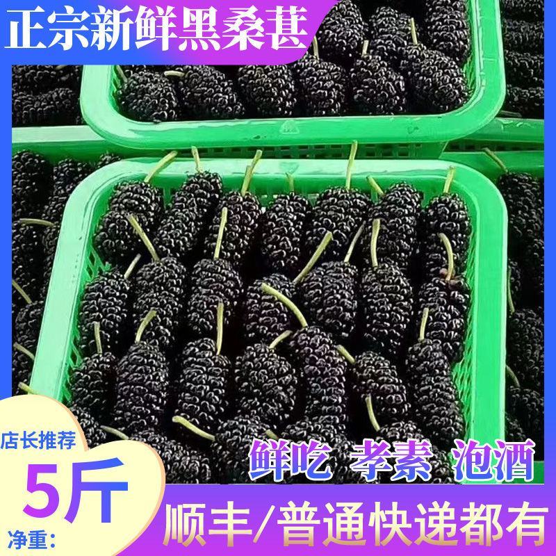 大凉山桑椹，鲜桑椹孕妇儿童水果免洗，泡酒果酒佳选精选采摘