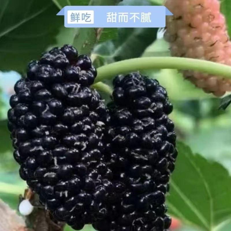 大凉山桑椹，鲜桑椹孕妇儿童水果免洗，泡酒果酒佳选精选采摘
