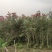 2304苗圃供应软枝多花红千层1-3米高市政绿化